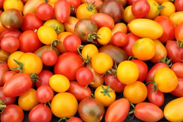 Tomates Colorées Différentes Sortes Sur Fond Bois — Photo