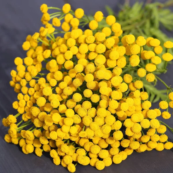 Herb Tansy Woden Background Plant Flowers Closeup — Stock Photo, Image
