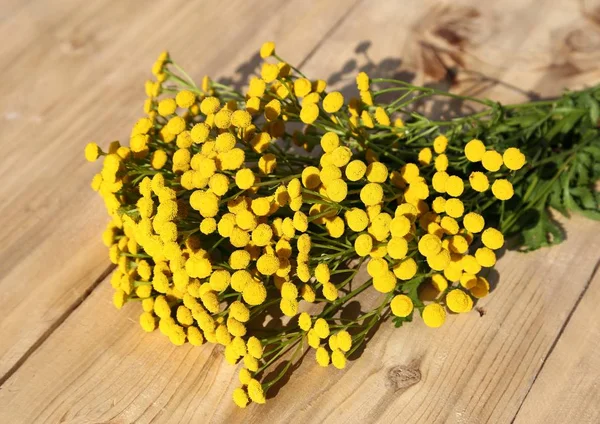 Herb Tansy Woden Background Plant Flowers Closeup — Stock Photo, Image