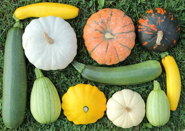 秋収穫のカラフルなカボチャとズッキーニの異なる種類 — ストック写真