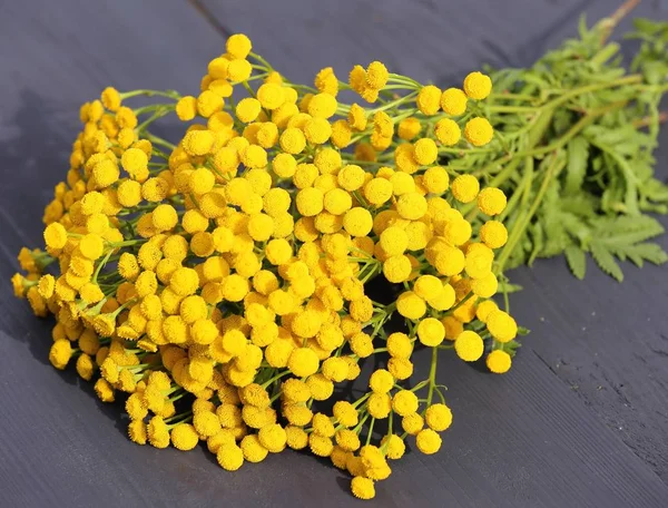 Herb Tansy Woden Background Plant Flowers Closeup — Stock Photo, Image