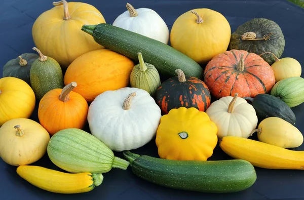 Autumn Harvest Colorful Squashes Pumpkins Different Varieties — Stock Photo, Image