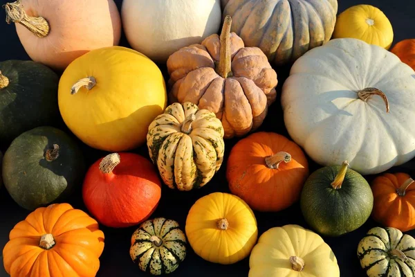 Eine Sammlung Von Kürbissen Und Kürbissen Verschiedenen Arten Und Farben — Stockfoto