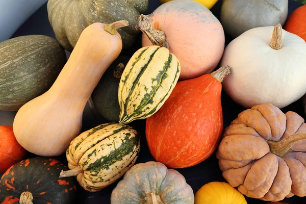 Herbsternte Bunte Kürbisse Und Kürbisse Verschiedenen Sorten — Stockfoto