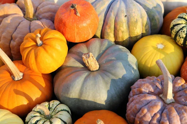 さまざまな種類と色のカボチャとスカッシュのコレクション 秋の収穫 — ストック写真