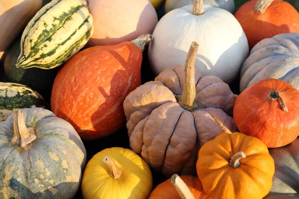 Eine Sammlung Von Kürbissen Und Kürbissen Verschiedenen Arten Und Farben — Stockfoto