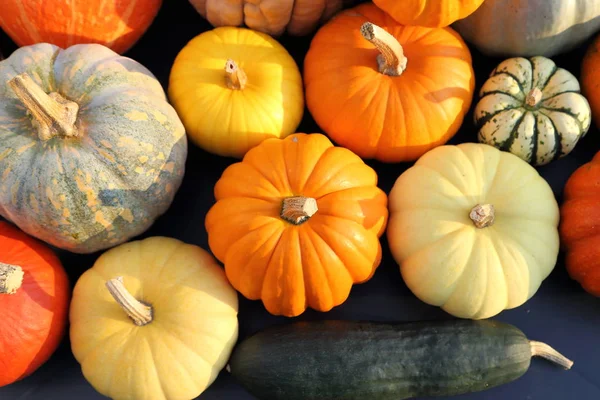 Samling Pumpor Och Squash Olika Typer Och Färger Höstskörd — Stockfoto