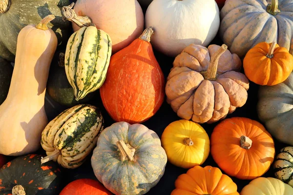 Herbsternte Bunte Kürbisse Und Kürbisse Verschiedenen Sorten — Stockfoto