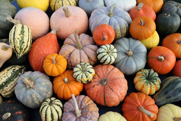 Eine Sammlung Von Kürbissen Und Kürbissen Verschiedenen Arten Und Farben — Stockfoto