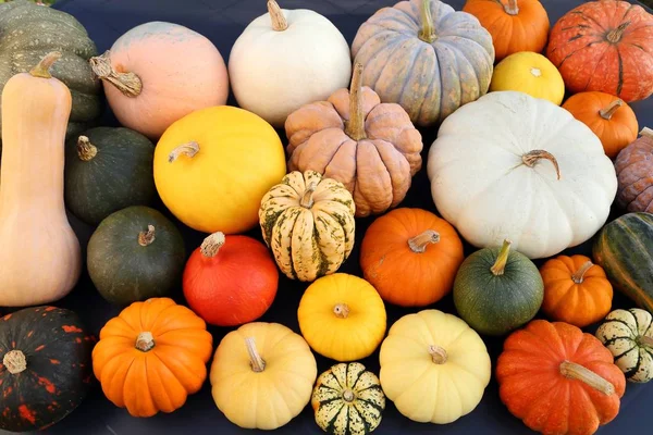Collection Pumpkins Squash Different Types Colors Autumn Harvest — Stock Photo, Image
