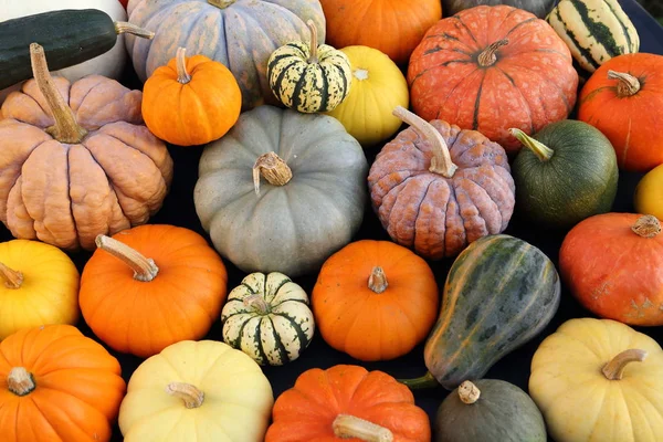 Eine Sammlung Von Kürbissen Und Kürbissen Verschiedenen Arten Und Farben — Stockfoto