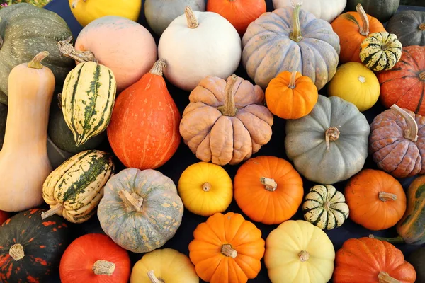 Herbsternte Bunte Kürbisse Und Kürbisse Verschiedenen Sorten — Stockfoto