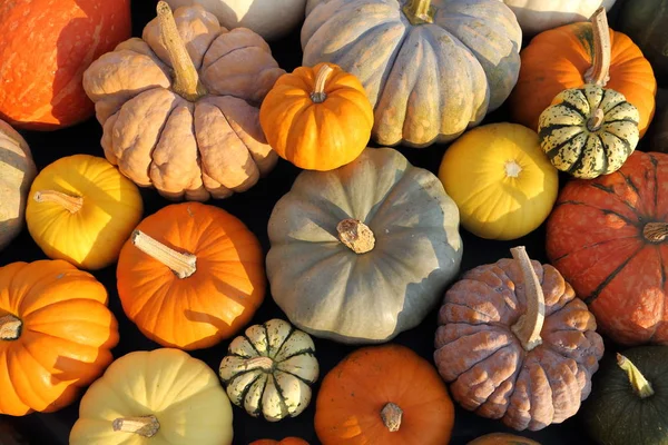 Herbsternte Bunte Kürbisse Und Kürbisse Verschiedenen Sorten — Stockfoto