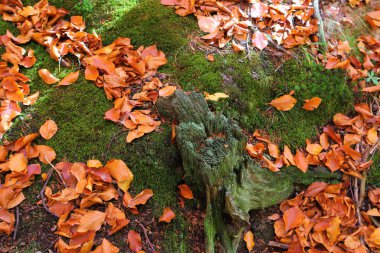 Düşen sonbahar yapraklarının renkli arkaplan resmi.