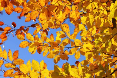 Altın dallı, renkli, güneş ışığında sonbahar yaprakları.