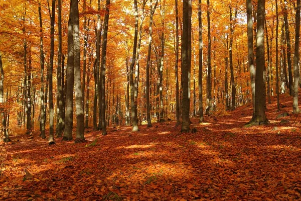 Bosque Otoñal Colorido Brillante Hermoso Paisaje —  Fotos de Stock