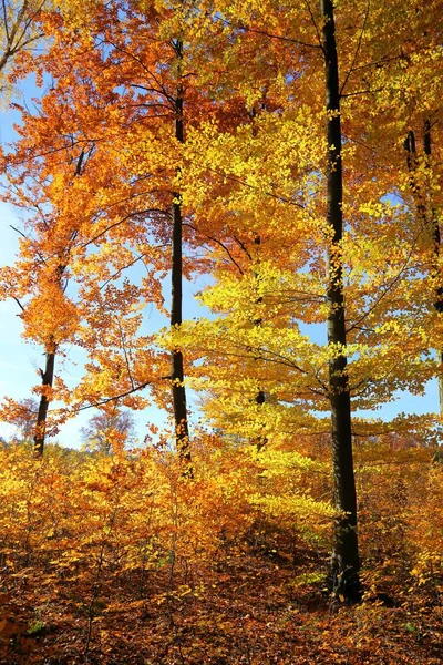 Bosque Otoñal Colorido Brillante Hermoso Paisaje —  Fotos de Stock