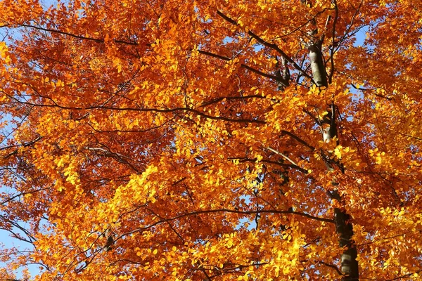 Faia Com Folhas Outono Coloridas Sol Ensolarado — Fotografia de Stock