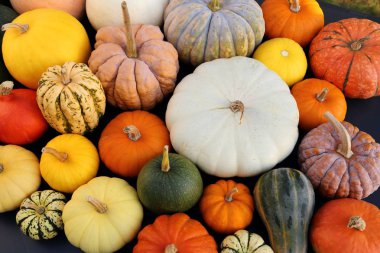 A collection of pumpkins and squash of different types and colors. Autumn harvest. clipart