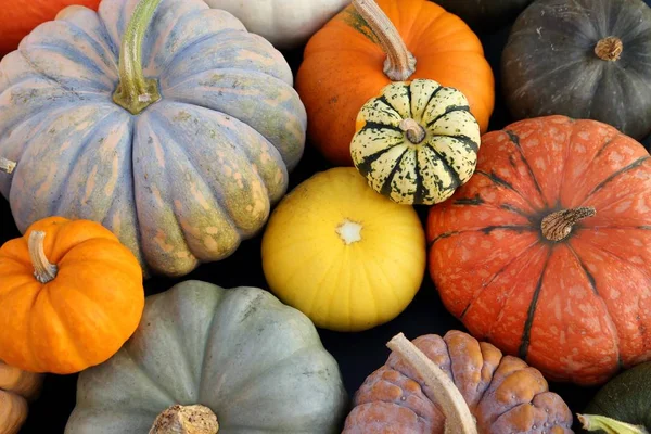 Herbsternte Bunte Kürbisse Und Kürbisse Verschiedenen Sorten — Stockfoto