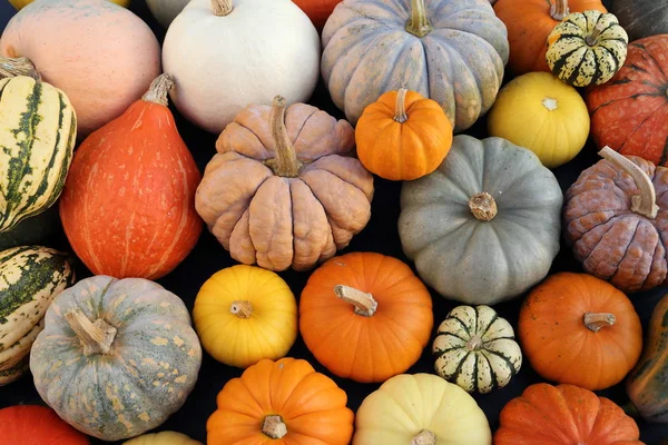 Herbsternte Bunte Kürbisse Und Kürbisse Verschiedenen Sorten — Stockfoto