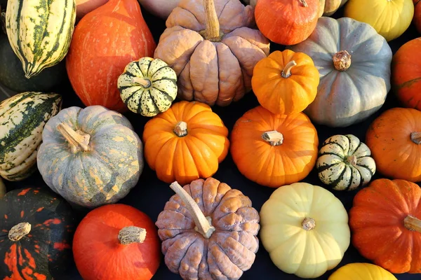 Una Colección Calabazas Calabazas Diferentes Tipos Colores Cosecha Otoño —  Fotos de Stock