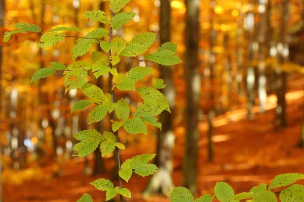 Πολύχρωμο Και Φωτεινό Φθινόπωρο Δάσος Όμορφο Τοπίο — Φωτογραφία Αρχείου