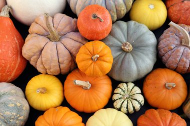 Sonbahar hasadı rengarenk kabaklar ve farklı türde balkabakları..