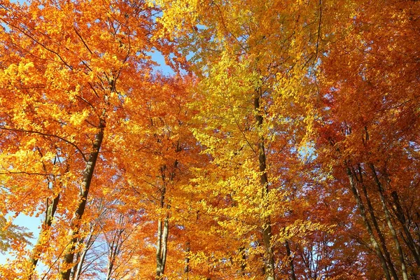 Árboles Haya Con Coloridas Hojas Otoñales Sol Soleado —  Fotos de Stock