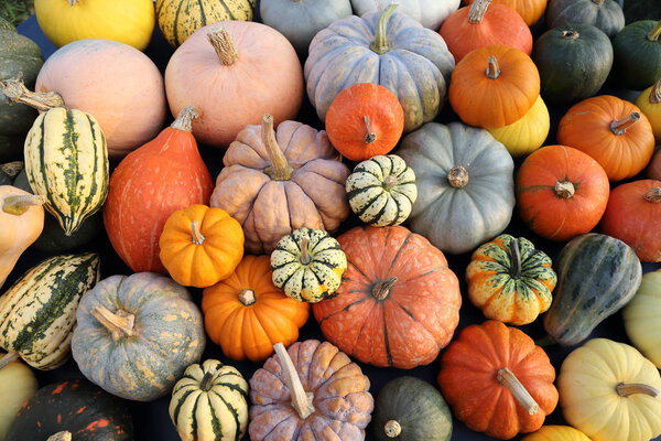 A collection of pumpkins and squash of different types and colors. Autumn harvest.