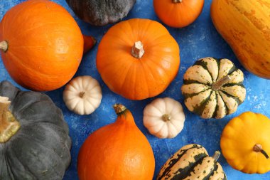 Mavi bir arka plan üzerinde renkli balkabağı. Üstten görünüm.