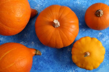 Mavi bir arka plan üzerinde renkli balkabağı. Üstten görünüm.