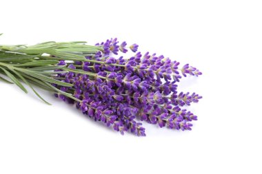 Bouquet of lavender  on a gray  background. clipart