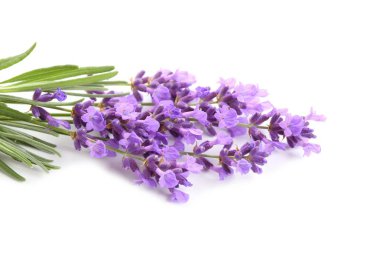 buket beyaz zemin üzerinde lavanta.