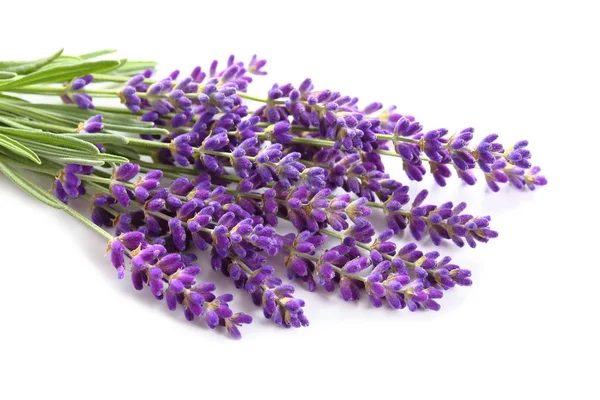 Bouquet Lavender Gray Background — Stock Photo, Image