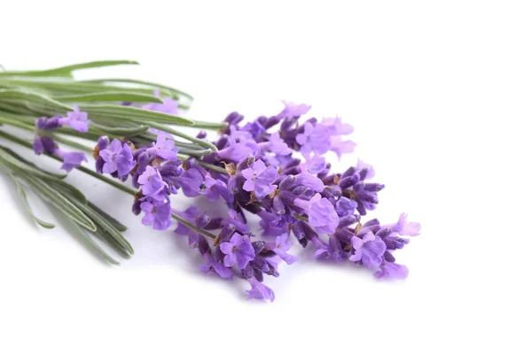 Bouquet Lavanda Fondo Bianco — Foto Stock