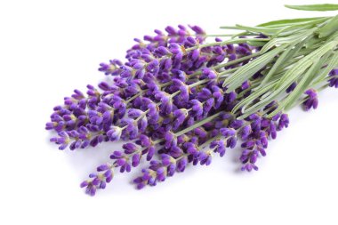 buket beyaz zemin üzerinde lavanta.