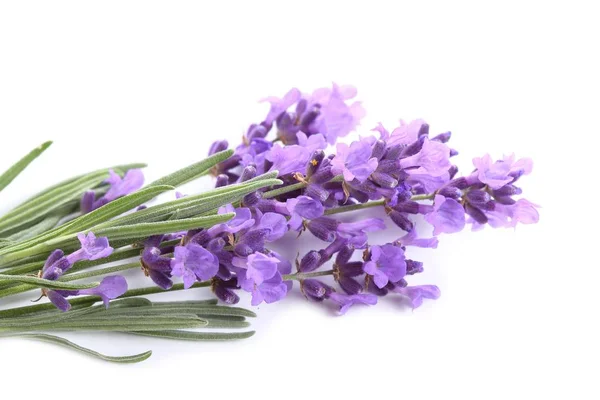 Bouquet Lavanda Fondo Bianco — Foto Stock