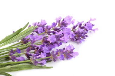 Bouquet of lavender  on a white background. clipart