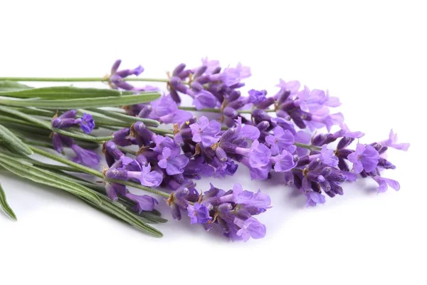 Lavendelstrauß Auf Weißem Hintergrund — Stockfoto
