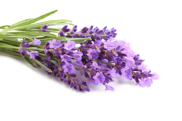 Buquê Lavanda Sobre Fundo Branco — Fotografia de Stock