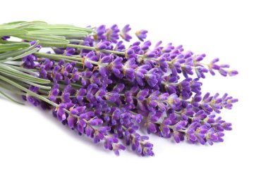 buket beyaz zemin üzerinde lavanta.