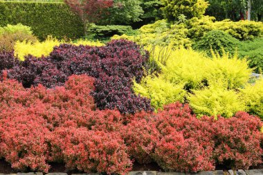 Kızamık değişik renkli yaprakları ile farklı çeşitleri. Bahçe kompozisyon.