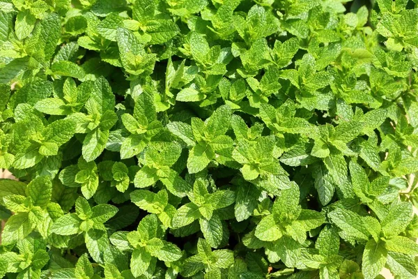 Fechar Textura Folhas Casa Moeda Fresca Hortelã Verde Aromática — Fotografia de Stock