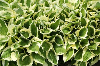 Ana bilgisayarlar güzel doğal arka plan yeşil yaprakları.