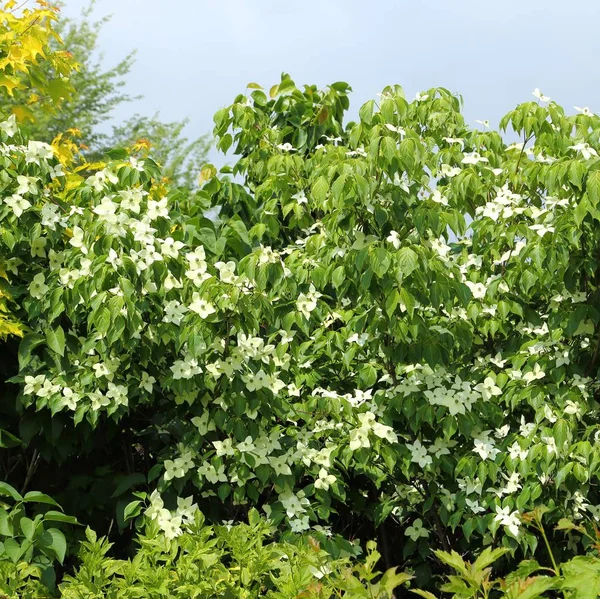 Arbusto Dogwood Floração Branca Dia Primavera Ensolarado Árvore Cornélia — Fotografia de Stock
