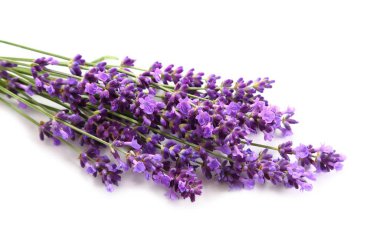 buket beyaz zemin üzerinde lavanta.