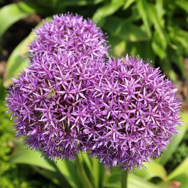 Nahaufnahme Eines Blütenkopfes Aus Alium Giganteum — Stockfoto