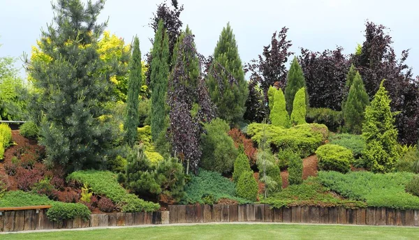 Ağaçlar Çalılar Değişik Renkli Yaprakları Ile Farklı Çeşitleri Bahçe Kompozisyon — Stok fotoğraf
