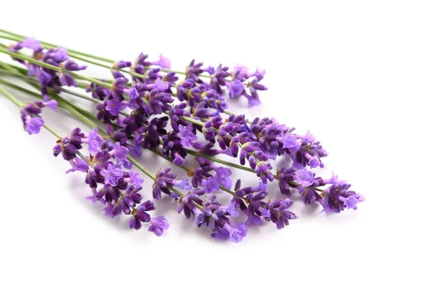 Boeket Van Lavendel Een Witte Achtergrond — Stockfoto